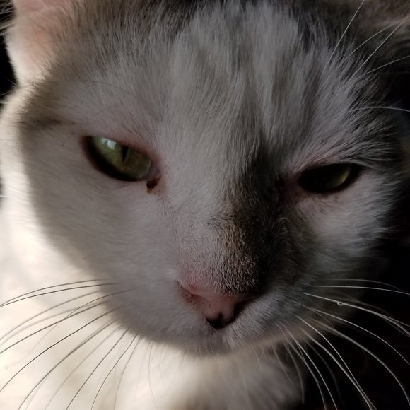 Meet your Posher, Misery - Picture 1 of 1